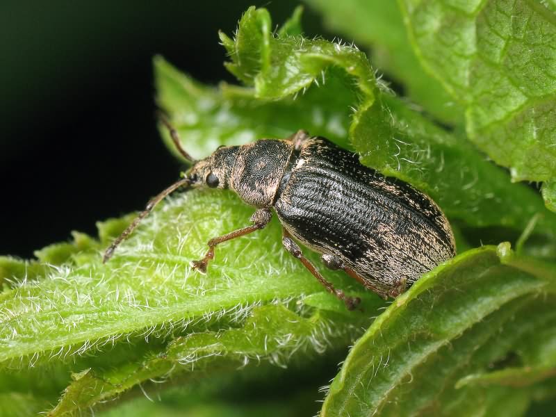 Phyllobius pyri (Linnaeus, 1758)